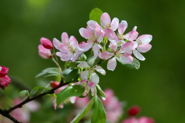 apple blossom, blossom, flowering branch-8680900.jpg